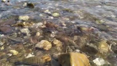 Sakin akan nehir suyu, nehir kıyısındaki kayalık bir sahilde kristal berrak su, küçük dalgalar ve yerde sağlıklı bir çevre ve sağlıklı bir ekosistem olarak yansıyan güzel yansımalarla kayalara çarpar.