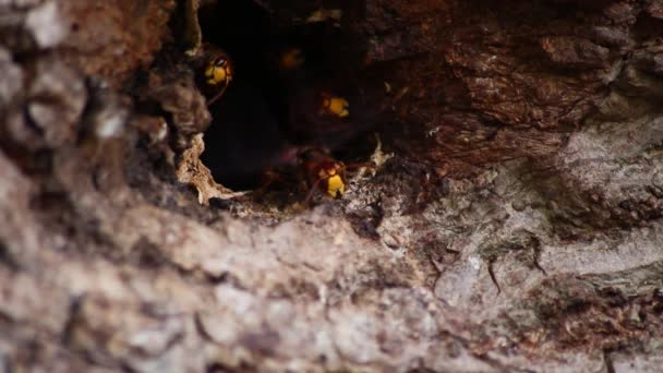 European Hornets Defend Entry Hornets Nest Invaders Dangerous Poisonous Pest — Stock Video