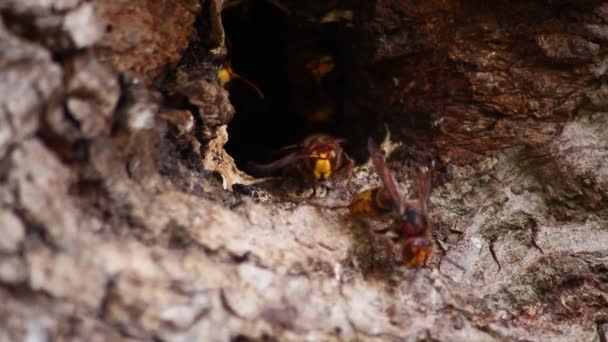 European Hornets Defend Entry Hornets Nest Invaders Dangerous Poisonous Pest — Stock Video