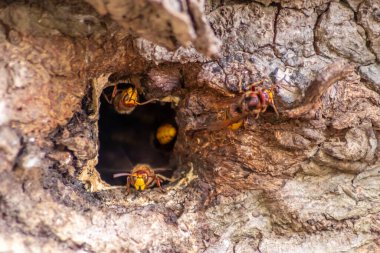 Avrupa eşekarıları, arı kovanlarını işgalcilere karşı korur ve tehlikeli ve zehirli bir böcektir. Ağaç gövdelerine saplanmış sarı ceketler ve saldırgan saldırılar ile koloni kurarlar.