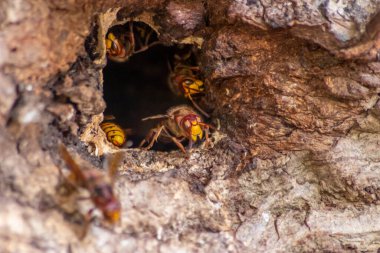 Avrupa eşekarıları, arı kovanlarını işgalcilere karşı korur ve tehlikeli ve zehirli bir böcektir. Ağaç gövdelerine saplanmış sarı ceketler ve saldırgan saldırılar ile koloni kurarlar.