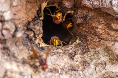 Avrupa eşekarıları, arı kovanlarını işgalcilere karşı korur ve tehlikeli ve zehirli bir böcektir. Ağaç gövdelerine saplanmış sarı ceketler ve saldırgan saldırılar ile koloni kurarlar.