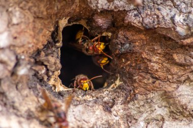 Avrupa eşekarıları, arı kovanlarını işgalcilere karşı korur ve tehlikeli ve zehirli bir böcektir. Ağaç gövdelerine saplanmış sarı ceketler ve saldırgan saldırılar ile koloni kurarlar.