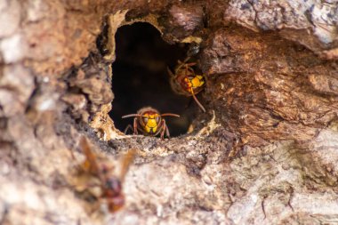 Avrupa eşekarıları, arı kovanlarını işgalcilere karşı korur ve tehlikeli ve zehirli bir böcektir. Ağaç gövdelerine saplanmış sarı ceketler ve saldırgan saldırılar ile koloni kurarlar.