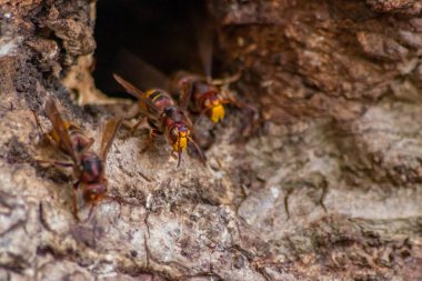 Avrupa eşekarıları, arı kovanlarını işgalcilere karşı korur ve tehlikeli ve zehirli bir böcektir. Ağaç gövdelerine saplanmış sarı ceketler ve saldırgan saldırılar ile koloni kurarlar.