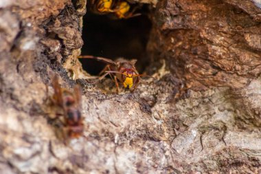 Avrupa eşekarıları, arı kovanlarını işgalcilere karşı korur ve tehlikeli ve zehirli bir böcektir. Ağaç gövdelerine saplanmış sarı ceketler ve saldırgan saldırılar ile koloni kurarlar.