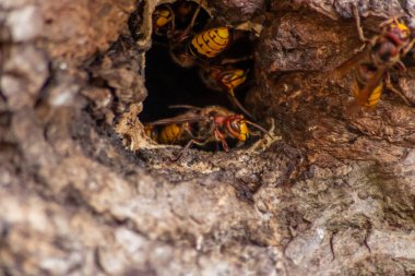 Avrupa eşekarıları, arı kovanlarını işgalcilere karşı korur ve tehlikeli ve zehirli bir böcektir. Ağaç gövdelerine saplanmış sarı ceketler ve saldırgan saldırılar ile koloni kurarlar.