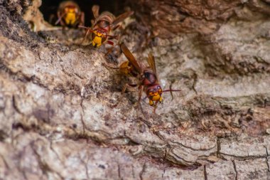Avrupa eşekarıları, arı kovanlarını işgalcilere karşı korur ve tehlikeli ve zehirli bir böcektir. Ağaç gövdelerine saplanmış sarı ceketler ve saldırgan saldırılar ile koloni kurarlar.