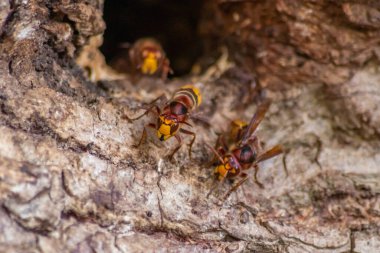 Avrupa eşekarıları, arı kovanlarını işgalcilere karşı korur ve tehlikeli ve zehirli bir böcektir. Ağaç gövdelerine saplanmış sarı ceketler ve saldırgan saldırılar ile koloni kurarlar.