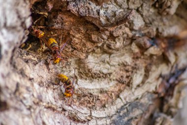 Avrupa eşekarıları, arı kovanlarını işgalcilere karşı korur ve tehlikeli ve zehirli bir böcektir. Ağaç gövdelerine saplanmış sarı ceketler ve saldırgan saldırılar ile koloni kurarlar.