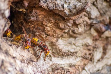 Avrupa eşekarıları, arı kovanlarını işgalcilere karşı korur ve tehlikeli ve zehirli bir böcektir. Ağaç gövdelerine saplanmış sarı ceketler ve saldırgan saldırılar ile koloni kurarlar.