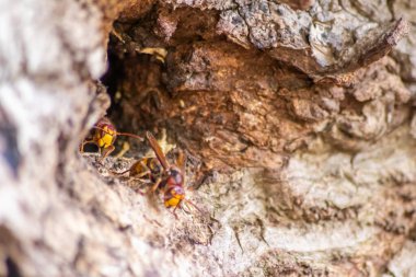 Avrupa eşekarıları, arı kovanlarını işgalcilere karşı korur ve tehlikeli ve zehirli bir böcektir. Ağaç gövdelerine saplanmış sarı ceketler ve saldırgan saldırılar ile koloni kurarlar.