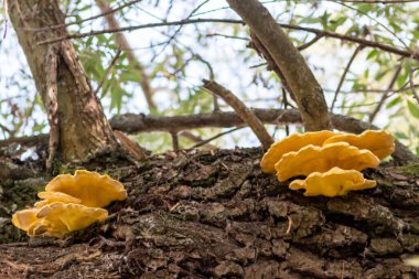 Çürümüş bir ağacın eski bir dalındaki büyük sarı mantar, ormanlarda ve ormanlarda mantar ve mantar istilasının yanı sıra mantar ve ağaçların, yosunların ve diğer bitkilerin ortak yaşam etkileşimini gösteriyor.