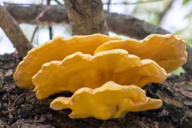 Çürümüş bir ağacın eski bir dalındaki büyük sarı mantar, ormanlarda ve ormanlarda mantar ve mantar istilasının yanı sıra mantar ve ağaçların, yosunların ve diğer bitkilerin ortak yaşam etkileşimini gösteriyor.