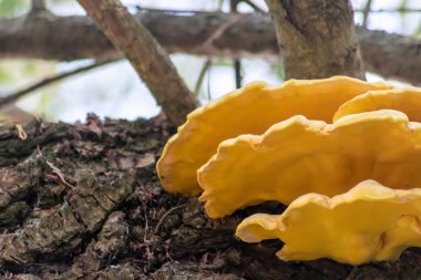 Çürümüş bir ağacın eski bir dalındaki büyük sarı mantar, ormanlarda ve ormanlarda mantar ve mantar istilasının yanı sıra mantar ve ağaçların, yosunların ve diğer bitkilerin ortak yaşam etkileşimini gösteriyor.