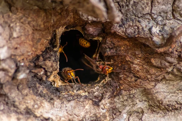 Avrupa eşekarıları, arı kovanlarını işgalcilere karşı korur ve tehlikeli ve zehirli bir böcektir. Ağaç gövdelerine saplanmış sarı ceketler ve saldırgan saldırılar ile koloni kurarlar.