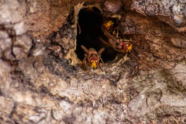 Europäische Hornissen Verteidigen Den Eingang Ihres Hornissennestes Gegen Eindringlinge Und — Stockfoto