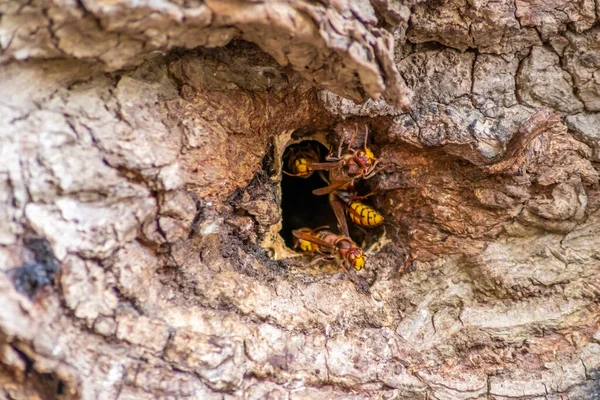 Evropští Sršni Brání Vstup Svých Sršňů Hnízdí Proti Vetřelcům Jsou — Stock fotografie