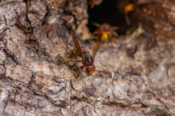 Les Frelons Européens Défendent Entrée Leurs Frelons Contre Les Envahisseurs — Photo