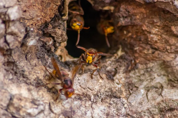 Avrupa eşekarıları, arı kovanlarını işgalcilere karşı korur ve tehlikeli ve zehirli bir böcektir. Ağaç gövdelerine saplanmış sarı ceketler ve saldırgan saldırılar ile koloni kurarlar.