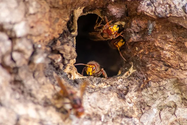 Avrupa eşekarıları, arı kovanlarını işgalcilere karşı korur ve tehlikeli ve zehirli bir böcektir. Ağaç gövdelerine saplanmış sarı ceketler ve saldırgan saldırılar ile koloni kurarlar.
