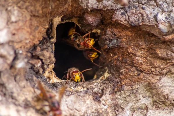 Avrupa eşekarıları, arı kovanlarını işgalcilere karşı korur ve tehlikeli ve zehirli bir böcektir. Ağaç gövdelerine saplanmış sarı ceketler ve saldırgan saldırılar ile koloni kurarlar.