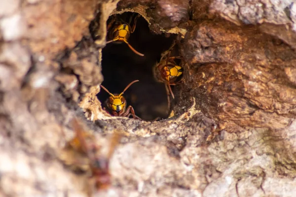Avrupa eşekarıları, arı kovanlarını işgalcilere karşı korur ve tehlikeli ve zehirli bir böcektir. Ağaç gövdelerine saplanmış sarı ceketler ve saldırgan saldırılar ile koloni kurarlar.