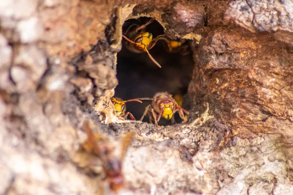 Avrupa eşekarıları, arı kovanlarını işgalcilere karşı korur ve tehlikeli ve zehirli bir böcektir. Ağaç gövdelerine saplanmış sarı ceketler ve saldırgan saldırılar ile koloni kurarlar.
