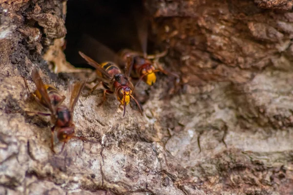 Avrupa eşekarıları, arı kovanlarını işgalcilere karşı korur ve tehlikeli ve zehirli bir böcektir. Ağaç gövdelerine saplanmış sarı ceketler ve saldırgan saldırılar ile koloni kurarlar.