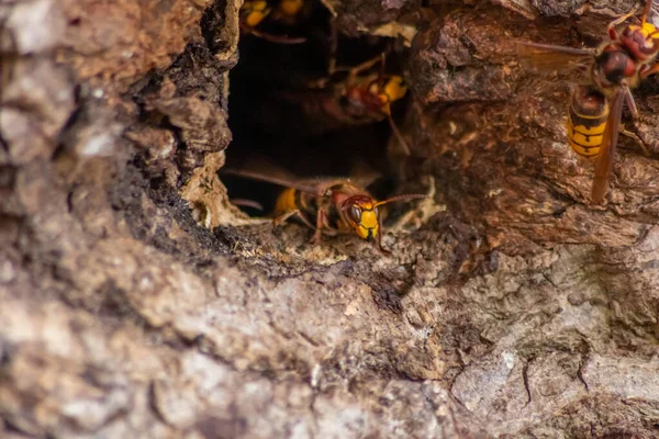 말벌들은 침입자들에 대항하여 벌집의 입구를 방어하며 공격적 공격을 가하여 나무줄기에 — 스톡 사진