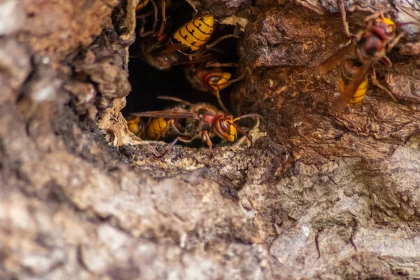 Avrupa eşekarıları, arı kovanlarını işgalcilere karşı korur ve tehlikeli ve zehirli bir böcektir. Ağaç gövdelerine saplanmış sarı ceketler ve saldırgan saldırılar ile koloni kurarlar.