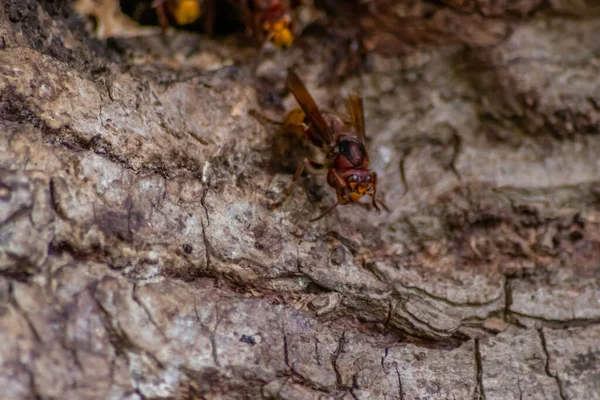 Europäische Hornissen Verteidigen Den Eingang Ihres Hornissennestes Gegen Eindringlinge Und — Stockfoto