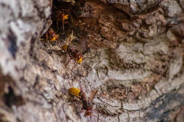 Avrupa eşekarıları, arı kovanlarını işgalcilere karşı korur ve tehlikeli ve zehirli bir böcektir. Ağaç gövdelerine saplanmış sarı ceketler ve saldırgan saldırılar ile koloni kurarlar.