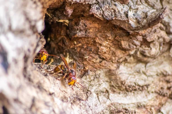 Les Frelons Européens Défendent Entrée Leurs Frelons Contre Les Envahisseurs — Photo