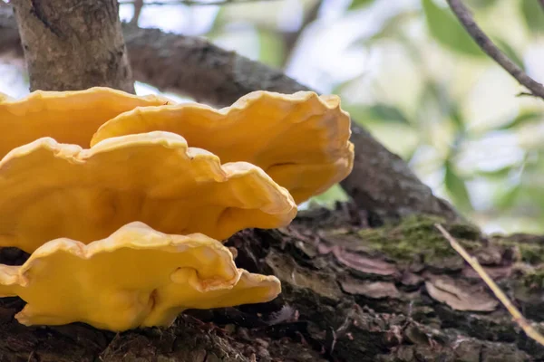 Çürümüş bir ağacın eski bir dalındaki büyük sarı mantar, ormanlarda ve ormanlarda mantar ve mantar istilasının yanı sıra mantar ve ağaçların, yosunların ve diğer bitkilerin ortak yaşam etkileşimini gösteriyor.