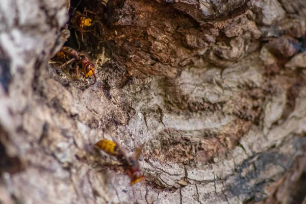 European Hornets Defend Entry Hornets Nest Invaders Dangerous Poisonous Pest — Stock Photo, Image