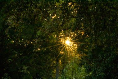 Renkli yaprakların arasından geçen güzel güneş ışınları günün başlangıcını mutlu sonbahar atmosferiyle mutlu kılar ve şehir parklarına düşer.