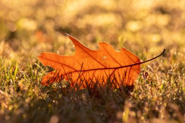 Sonbaharda renkli yapraklar ve düşüşler arka planda parlak bir şekilde parlar ve güneş ışığında yaprak damarlarını turuncu, kırmızı ve sarı renklerle gösterir soğuk mevsimde doğanın güzel bir tarafı olarak.
