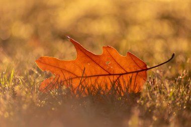 Sonbaharda renkli yapraklar ve düşüşler arka planda parlak bir şekilde parlar ve güneş ışığında yaprak damarlarını turuncu, kırmızı ve sarı renklerle gösterir soğuk mevsimde doğanın güzel bir tarafı olarak.