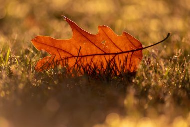 Sonbaharda renkli yapraklar ve düşüşler arka planda parlak bir şekilde parlar ve güneş ışığında yaprak damarlarını turuncu, kırmızı ve sarı renklerle gösterir soğuk mevsimde doğanın güzel bir tarafı olarak.