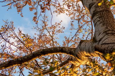 Güneş ışığındaki huş ağacı, yukarı doğru sarı yapraklı beyaz ağaç kabuğu, sonbahar güneşinde kızılderili yaz hissini ve renkli yapraklarla mavi gökyüzünü ve parlak bir sonbahar atmosferini gösterir.