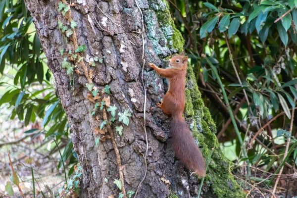 红色的桉树松鼠在阳光下爬上一棵树 在森林里寻找坚果和种子等食物 寻找掠食者 在夏天寻找红松鼠交配 — 图库照片