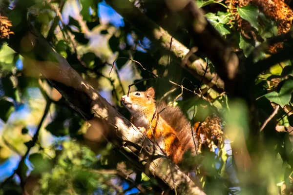 Red Eurasian Squirrel Climbing Tree Sunshine Searching Food Nuts Seeds — Stock Photo, Image