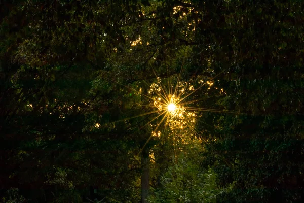 Красивые Лучи Солнечного Света Сквозь Разноцветные Листья Рано Утром Делают — стоковое фото