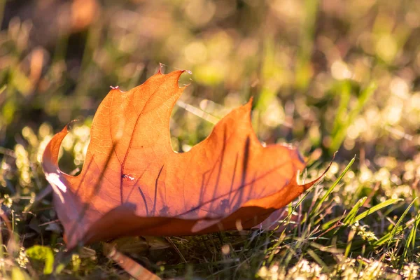 秋天的多彩的树叶 秋天的秋天 在背光下闪闪发光 在阳光下 它们的叶脉呈橙色 红色和黄色 在寒冷季节 它们是大自然美丽的一面 — 图库照片