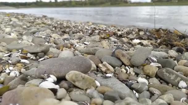 Calm Flowing River Water Hits Shore Rocks Rocky Beach River — Stock Video