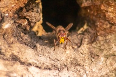 Avrupa eşekarıları, arı kovanlarını işgalcilere karşı korur ve tehlikeli ve zehirli bir böcektir. Ağaç gövdelerine saplanmış sarı ceketler ve saldırgan saldırılar ile koloni kurarlar.