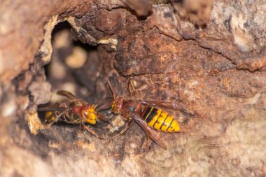 Avrupa eşekarıları, arı kovanlarını işgalcilere karşı korur ve tehlikeli ve zehirli bir böcektir. Ağaç gövdelerine saplanmış sarı ceketler ve saldırgan saldırılar ile koloni kurarlar.