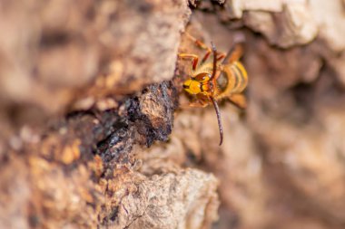 Avrupa eşekarıları, arı kovanlarını işgalcilere karşı korur ve tehlikeli ve zehirli bir böcektir. Ağaç gövdelerine saplanmış sarı ceketler ve saldırgan saldırılar ile koloni kurarlar.