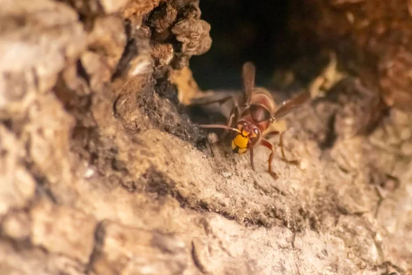 Les Frelons Européens Défendent Entrée Leurs Frelons Contre Les Envahisseurs — Photo